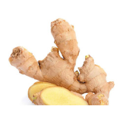 Gingembre Frais زنجبيل طري
